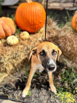 Rescue Shepherd and Labrador Retriever Dogs for Adoption in Aiken, South Carolina - Delilah | PetCurious