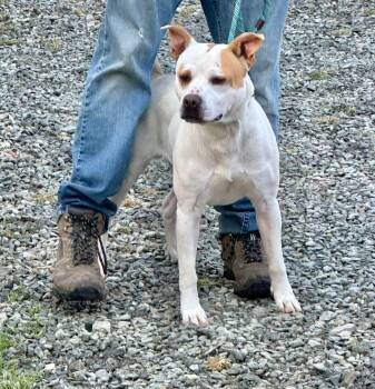 Rescue Mixed Breed Dogs for Adoption in Shallotte, North Carolina - Monty | PetCurious