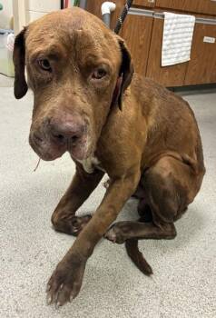 Abel -  Pit Bull Terrier and Mixed Breed Dog for Adoption in Gainesville, Florida - Abel | PetCurious