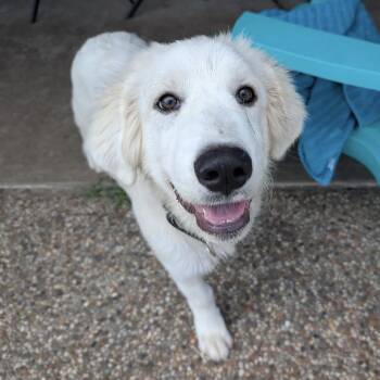 Bert -  Great Pyrenees Dog for Adoption in Colleyville, Texas - Bert | PetCurious