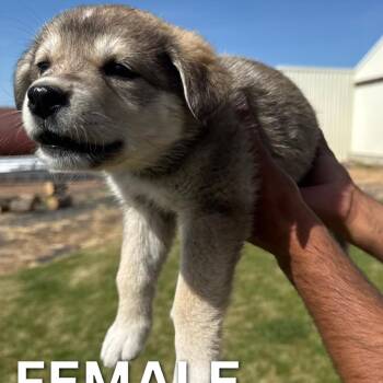 German Shepherd Dog and Great Pyrenees Dogs Available for Adoption in Tacoma, Washington - Sorbet | PetCurious