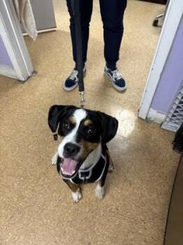 Terrier and Mixed Breed Dogs Available for Adoption in San Antonio, Texas - Jackal | PetCurious