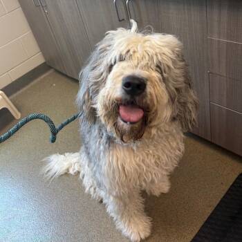 Barbie -  Bernese Mountain Dog and Poodle Dog Available for Adoption in Council Bluffs, Iowa - Barbie | PetCurious