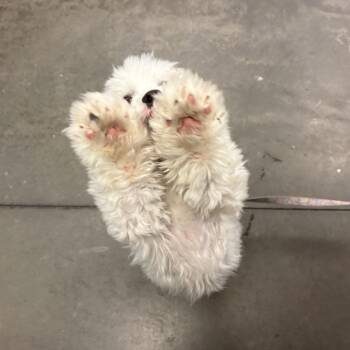 Maltese and Shih Tzu Dogs Available for Adoption in Pittsburgh, Pennsylvania - Army | PetCurious