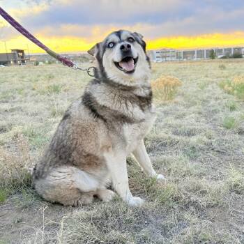 Husky Dogs Available for Adoption in Parker, Colorado - 462 (2026) Tala | PetCurious