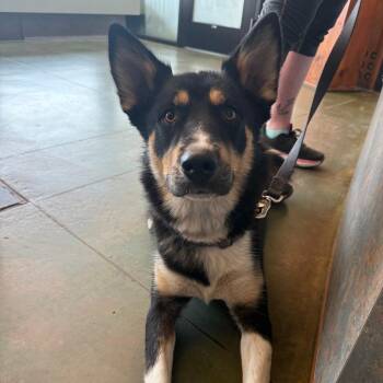 Mixed Breed Dogs Available for Adoption in Cheyenne, Wyoming - Churro | PetCurious