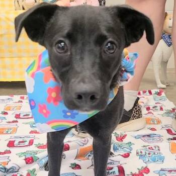 Mirabelle -  Dachshund Dog for Adoption in Woolwich, Maine - Mirabelle | PetCurious