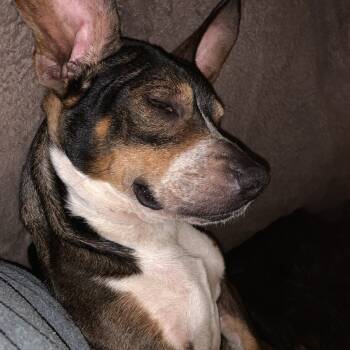 Rescue Beagle and Mixed Breed Dogs for Adoption in Savannah, Georgia - Ian | PetCurious