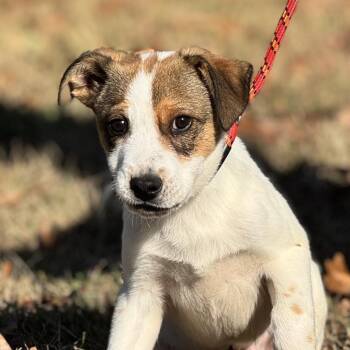 Australian Shepherd Dogs Available for Adoption - Tigger | PetCurious