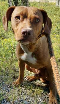 Crawdad -  Labrador Retriever and Mixed Breed Dog for Adoption in Saint Clairsville, Ohio - Crawdad | PetCurious