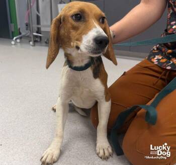Elodie -  Beagle Dog for Adoption in Washington, District Of Columbia - Elodie | PetCurious