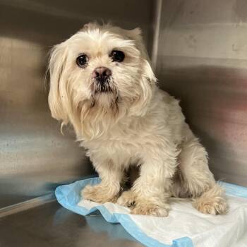 Muzan -  Mixed Breed Dog for Adoption in Pauls Valley, Oklahoma - Muzan | PetCurious