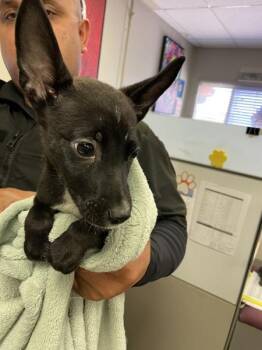 Midnight -  Chihuahua Dog for Adoption in Victorville, California - Midnight | PetCurious