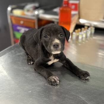 Ursula -  Pit Bull Terrier and Mixed Breed Dog for Adoption in Livingston, Texas - Ursula | PetCurious
