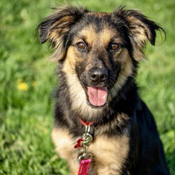 Shepherd Dogs Available for Adoption in Valparaiso, Indiana - Boomhauer | PetCurious
