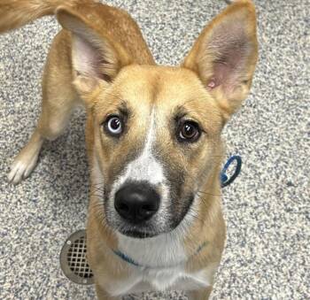 Sierra -  Siberian Husky Dog for Adoption in Golden, Colorado - Sierra | PetCurious