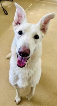 CHIA -  German Shepherd Dog Dog for Adoption in Derwood, Maryland - CHIA | PetCurious