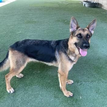 Dolly Barkton -  German Shepherd Dog Dog for Adoption in Grass Valley, California - Dolly Barkton | PetCurious