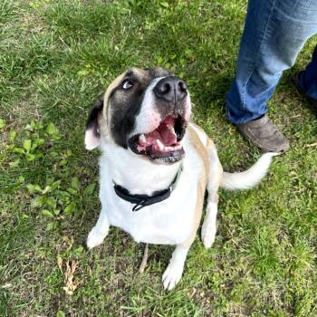 Anatolian Shepherd and Mixed Breed Dogs Available for Adoption in Fayetteville, Arkansas - Captain | PetCurious