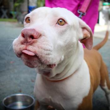 Zooey D -  Mixed Breed Dog for Adoption in Frederiksted, St. Croix - Zooey D | PetCurious