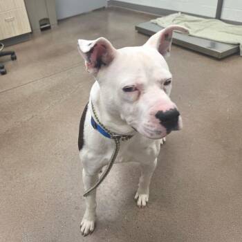American Staffordshire Terrier and Mixed Breed Dogs Available for Adoption in Chattanooga, Tennessee - Clyde | PetCurious