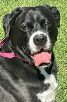 Rescue Boxer Dogs for Adoption in Rockaway, New Jersey - Ladybug Lonestar | PetCurious