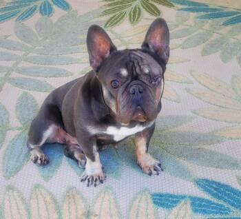 Rescue French Bulldog and Mixed Breed Dogs for Adoption in Redmond, Washington - Berthe Morisot | PetCurious