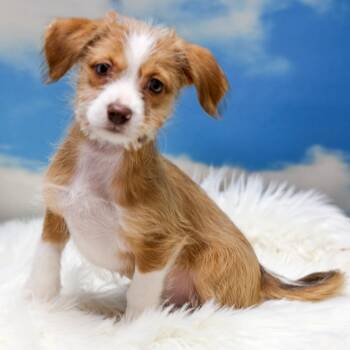 Cordelia -  Chihuahua and Mixed Breed Dog for Adoption in Casa Grande, Arizona - Cordelia | PetCurious
