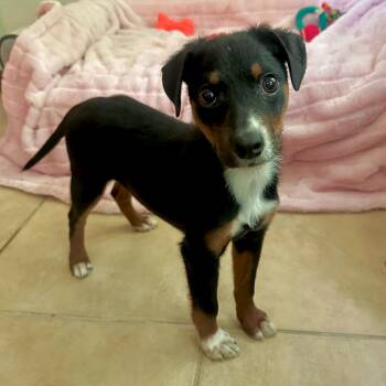 Rat Terrier Dogs Available for Adoption in High Ridge, Missouri - Nora | PetCurious