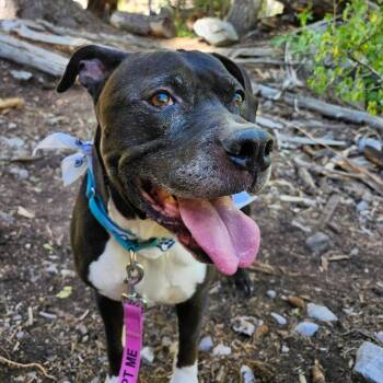 Cow Lick -  Pit Bull Terrier Dog for Adoption in Las Vegas, Nevada - Cow Lick | PetCurious