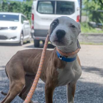 JB -  Pit Bull Terrier and Mixed Breed Dog for Adoption in Pawling, New York - JB | PetCurious