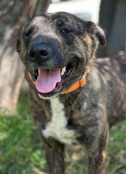 Rescue Dutch Shepherd Dogs for Adoption in Liverpool, Texas - Bubba | PetCurious