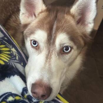 Chase -  Siberian Husky Dog for Adoption in Zuni, Virginia - Chase | PetCurious