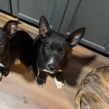 Poe -  German Shepherd Dog and Mixed Breed Dog for Adoption in Northville, Michigan - Poe | PetCurious