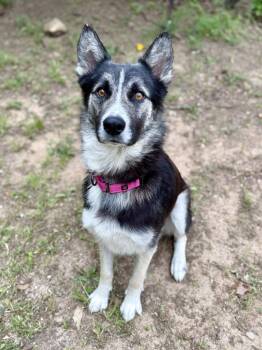 Husky Dogs Available for Adoption in Kiowa, Oklahoma - Crickette  | PetCurious