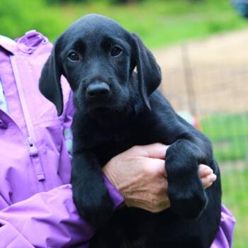Labrador Retriever and Mixed Breed Dogs Available for Adoption in Stormville, New York - CT Watercress | PetCurious