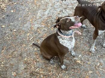 Pit Bull Terrier and German Shorthaired Pointer Dogs Available for Adoption in Ocala, Florida - MILIE | PetCurious