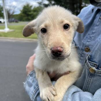 Ari -  German Shepherd Dog Dog for Adoption in Pottsville, Pennsylvania - Ari | PetCurious