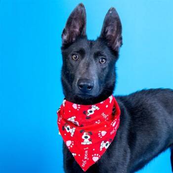 Belgian Shepherd Malinois and Mixed Breed Dogs Available for Adoption - BERYL | PetCurious