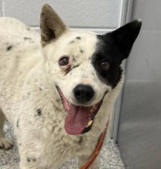 Australian Cattle Dog Blue Heeler Dogs Available for Adoption - Miles | PetCurious