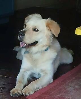 Arthur 6 -  Yellow Labrador Retriever Dog for Adoption in Killingworth, Connecticut - Arthur 6 | PetCurious