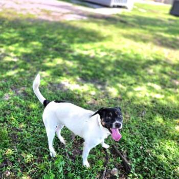 Toby -  Mixed Breed Dog for Adoption in Port Charlotte, Florida - Toby | PetCurious