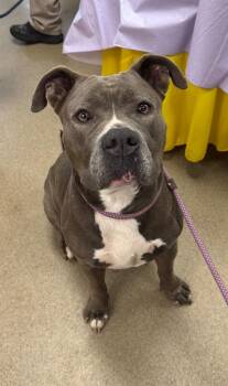 Hot Fudge Sundae -  Mixed Breed Dog for Adoption in Springfield, Ohio - Hot Fudge Sundae | PetCurious