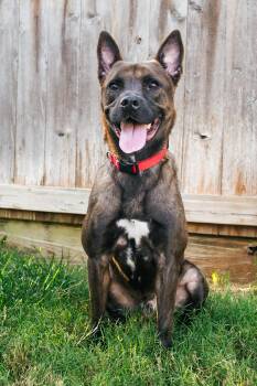 Fred -  American Staffordshire Terrier Dog for Adoption in Magnolia, Texas - Fred | PetCurious