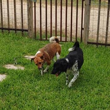 Basenji and American Foxhound Dogs Available for Adoption in Seguin, Texas - Ginger & Mary Ann | PetCurious