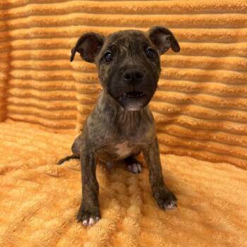Austin Mahone -  Labrador Retriever and Mixed Breed Dog for Adoption in Kanab, Utah - Austin Mahone | PetCurious