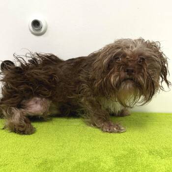 Little Buddy -  Shih Tzu and Schnauzer Dog for Adoption in Warrensburg, Missouri - Little Buddy | PetCurious