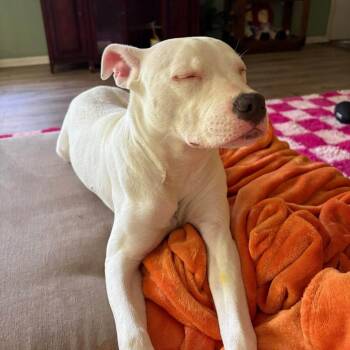 Mixed Breed and Pit Bull Terrier Dogs Available for Adoption in New Orleans, Louisiana - Beignet | PetCurious