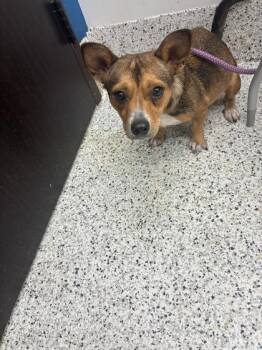 Pamela -  Chihuahua and Mixed Breed Dog for Adoption in Atlanta, Georgia - Pamela | PetCurious