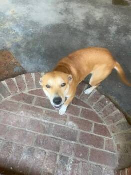 Carolina Dog and Terrier Dogs Available for Adoption in Willingboro, New Jersey - Sassy | PetCurious